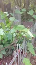 Захоронение ID 1282642