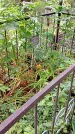 Захоронение ID 1282677