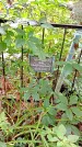 Захоронение ID 1282823