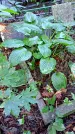 Захоронение ID 1283116