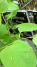 Захоронение ID 1283262