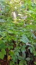 Захоронение ID 1283279