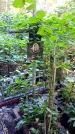 Захоронение ID 1283284