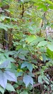 Захоронение ID 1283304