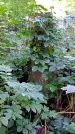 Захоронение ID 1283306