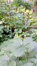 Захоронение ID 1283332