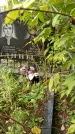 Захоронение ID 1283493