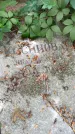 Захоронение ID 1283869