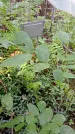 Захоронение ID 1284088