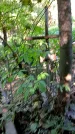 Захоронение ID 1284324