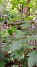 Захоронение ID 1284553