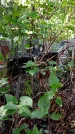 Захоронение ID 1284732