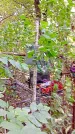 Захоронение ID 1285320