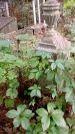Захоронение ID 1285342