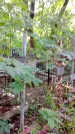 Захоронение ID 1285388