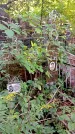 Захоронение ID 1285406