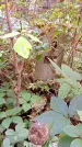 Захоронение ID 1285456