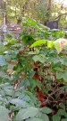 Захоронение ID 1285457