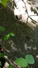 Захоронение ID 1285499