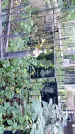 Захоронение ID 1285561