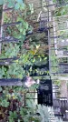 Захоронение ID 1285563