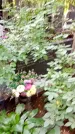 Захоронение ID 1285615