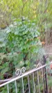 Захоронение ID 1285775