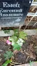 Захоронение ID 1285850
