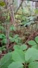 Захоронение ID 1285922