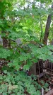 Захоронение ID 1286170