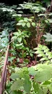 Захоронение ID 1286241