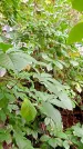 Захоронение ID 1286294