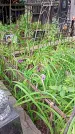 Захоронение ID 1286308