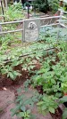 Захоронение ID 1286346