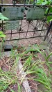 Захоронение ID 1286356