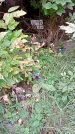 Захоронение ID 1286456