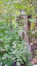 Захоронение ID 1287011