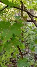 Захоронение ID 1287065