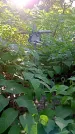 Захоронение ID 1287311