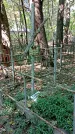 Захоронение ID 1287752