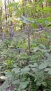 Захоронение ID 1288072