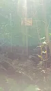 Захоронение ID 1288813