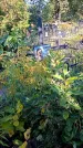 Захоронение ID 1288951