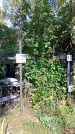 Захоронение ID 1289039