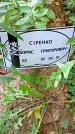 Захоронение ID 1289883