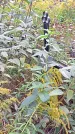 Захоронение ID 1290034