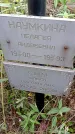 Захоронение ID 1290035