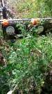 Захоронение ID 1290349
