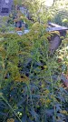 Захоронение ID 1290653