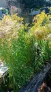Захоронение ID 1290732